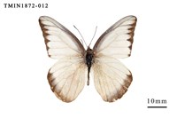 藏品(異色尖粉蝶)的圖片